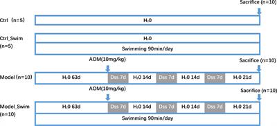 Swimming Impedes Intestinal Microbiota and Lipid Metabolites of Tumorigenesis in Colitis-Associated Cancer